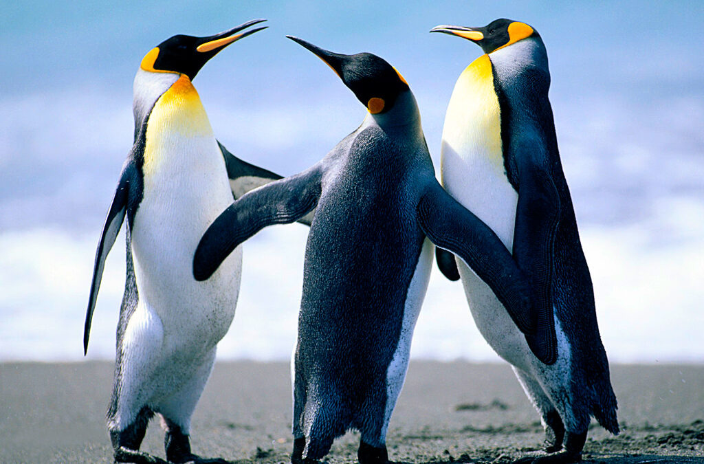 Penguins are amazing